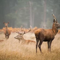 Wildtierherde mit Hirschen und Rehen